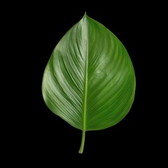 Fototapeta premium Curved leaf with elegant natural folds, showcasing vibrant green hues against black background, evokes sense of tranquility and beauty in nature