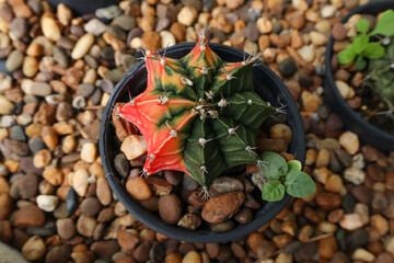 Gymnocalycium mihanovichii (moon cactus or chin cactus) in a small flower pot, top view image.
