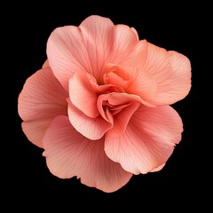 Beautiful single pink begonia flower with delicate curvy edges, showcasing intricate petal details against black background, evokes sense of elegance and tranquility