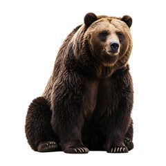 Obraz premium Brown bear sitting upright with fur and claws visible against a black backdrop