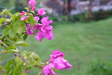 Bougainvillea Blooms in a Lush Garden Setting