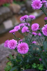 Obraz premium Purple Aster Blooms in a Garden Setting