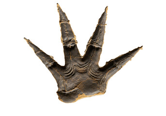 Dark fossilized dinosaur footprint w prominent claws against a black background Geological find
