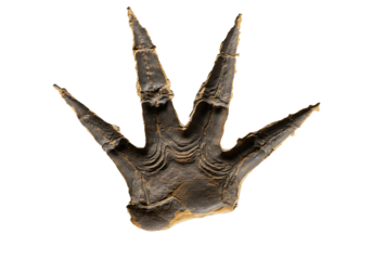 Dark fossilized dinosaur footprint w prominent claws against a black background Geological find