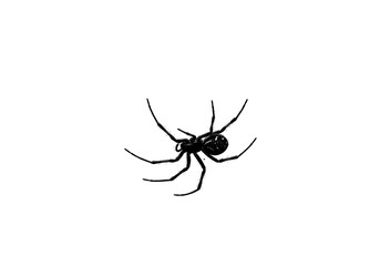 Dark spider with spiky legs positioned centrally against a black backdrop