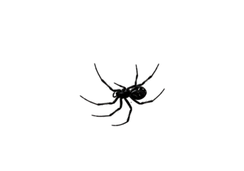 Dark spider with spiky legs positioned centrally against a black backdrop