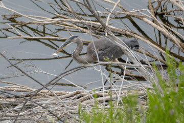 Great Blue Heron in the shallow shores of Lake Casitas catches a fish with precise fishing technique