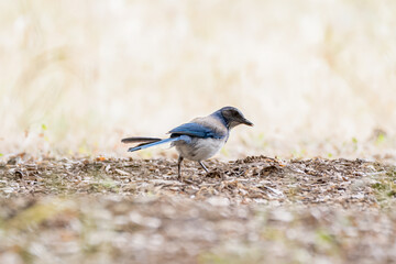 Birds in the wild always alert for danger.