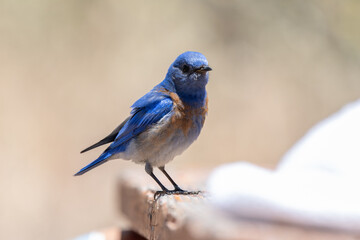 Western Bluebird perched on campsite picnic bench looking for food to eat