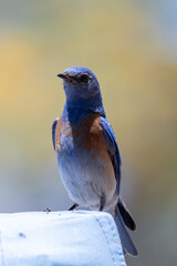 Western Bluebird perched on blue camping tent while looking to the left in the California outdoors