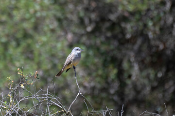 Western Kingbird perched on top of tree looks to right while keeping an alert eye out for danger