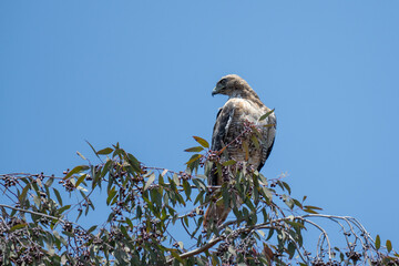 Red Tail Hawk perched in top of California tree looking over entire campground during spring
