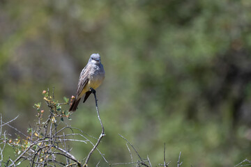 Western Kingbird perched on top of tree looks straight ahead while keeping an alert eye out for danger