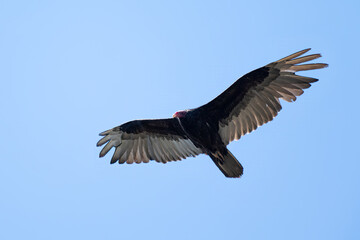 Turkey Vulture with wing spread wide in flight soars above against a clear blue sky