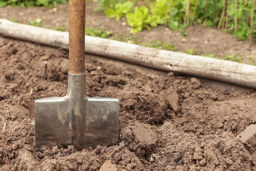 Digging soil in garden. Shovel close up in brown ground on garden bed with copyspace. Organic...