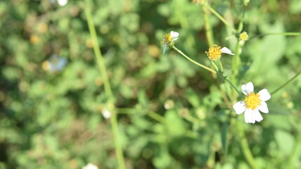 white flowers in the garden