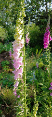 Foxglove in the garden on a flowerbed. Floral floristic arrangement
