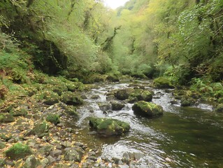 A tranquil stream winds through a lush forest.