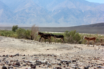 Donkeys wandering in the arid landscape of Death Valley National Park during midday sun