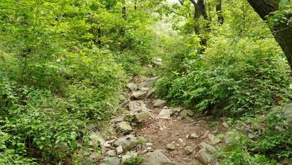 This photo shows a view of a dense forest filled with various types of trees with bright green leaves.