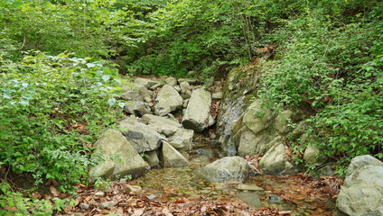 This photo shows a view of a dense forest filled with various types of trees with bright green leaves.