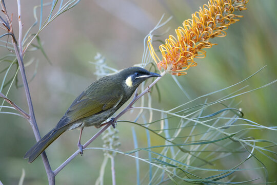 Honeyeater on a Grevillea