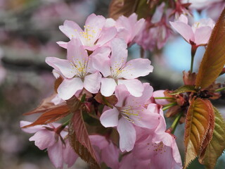 満開の桜