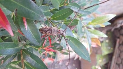 Close-up of a Longhorn Beetle on Lush Green Leaves