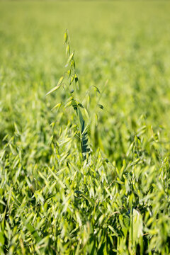 Green oat crop