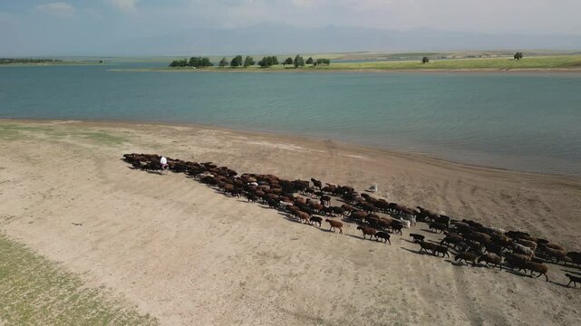 Aerial view of shepherd driving cattle herd along sandy reservoir shoreline
