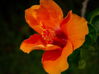 Fototapeta premium orange hibiscus flower