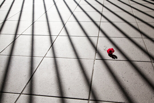 Poppy fallen on the ground at a war memorial