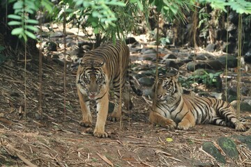 Sumatran tigers relaxing in the bushes during the day
