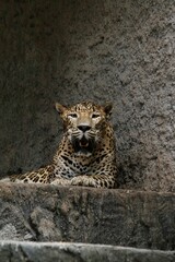 A leopard is relaxing on the floor during the day