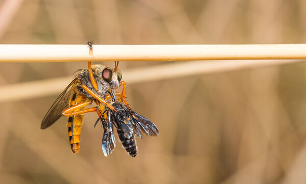 Robber fly (Asilidae) eating prey