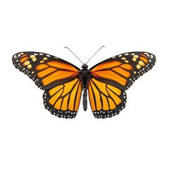 Obraz premium Monarch Butterfly, isolated on a background,