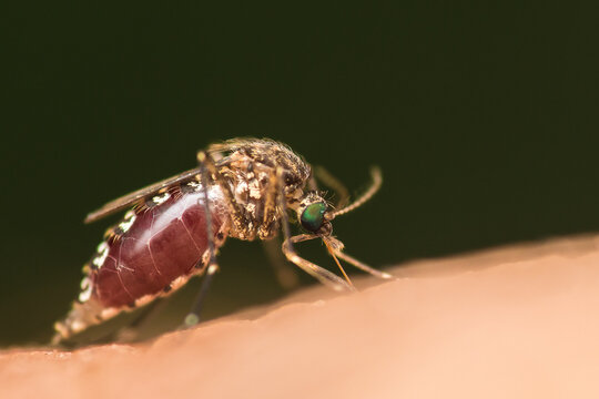 Mosquito filling up with blood on a persons arm