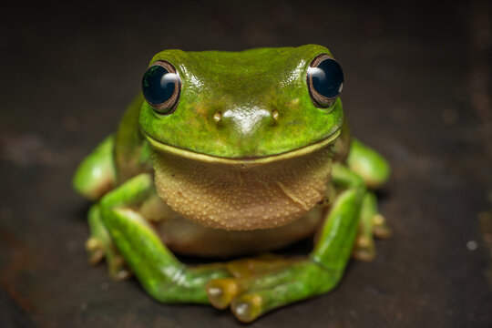 Green tree frog