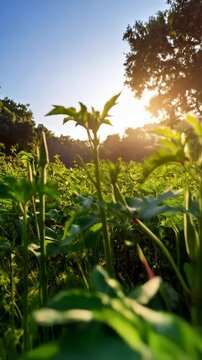 Sunlit okra plants growing in cultivated farm field, agriculture and farming scene, warm early morning light, lush green foliage, clear blue sky, rural environment