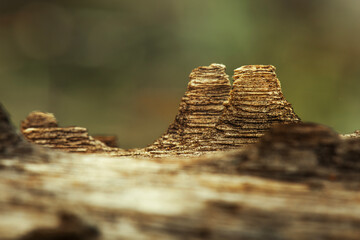 Closeup of a fallen tree at Gold Creek Reservoir in Brisbane, Queensland.
