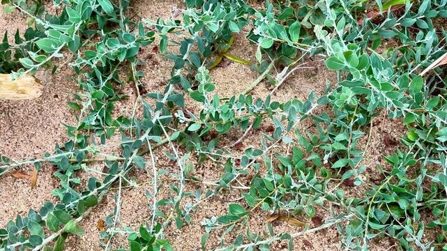 This video showcases the beauty of nature with closeups of a resilient plant emerging from sandy soil, emphasizing survival and growth
