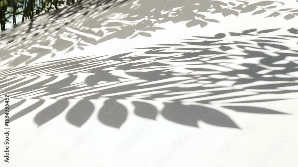Poster delicate tree leaves casting shadows on bright white surface, creating a calm and abstract pattern i
