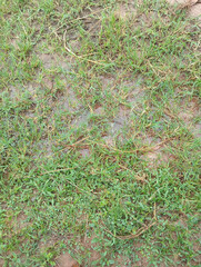 green grass with water drops. nature background