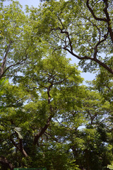 green leaves in the garden