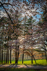Cherry blossom avenue at sunset, Nijuukan Road, Hokkaido Japan