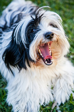 Close up of a small yawning dog lying on the grass