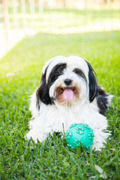 Small fluffy pet dog sitting on the lawn with ball