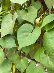 green leaves, flora and foliage in nature