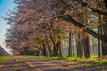 Cherry blossom avenue at sunset, Nijuukan Road, Hokkaido Japan
