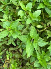 green sweet basil leaves in the garden